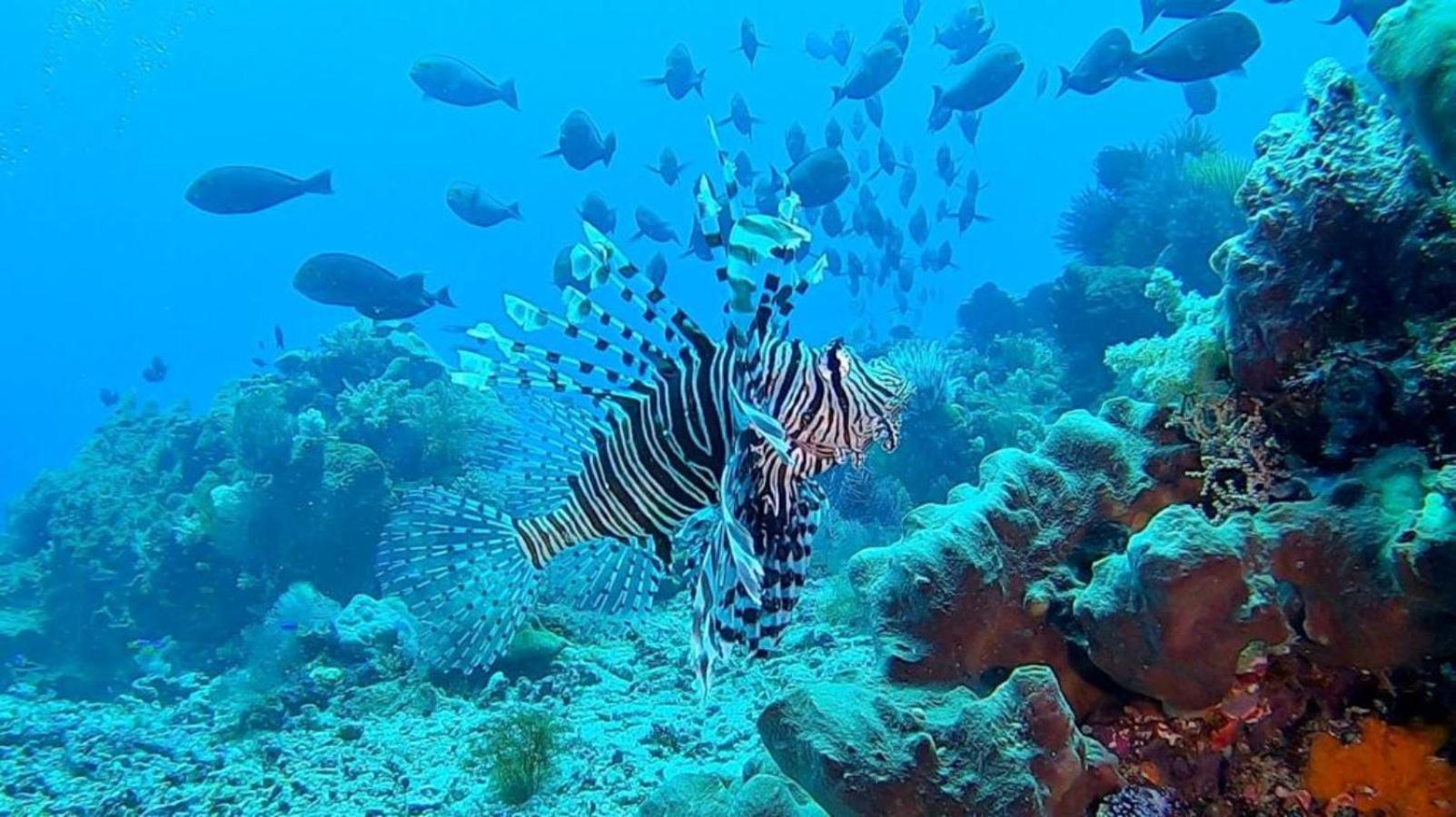 Sunia Loka Bungalows & Dive Center Pemuteran  Ngoại thất bức ảnh