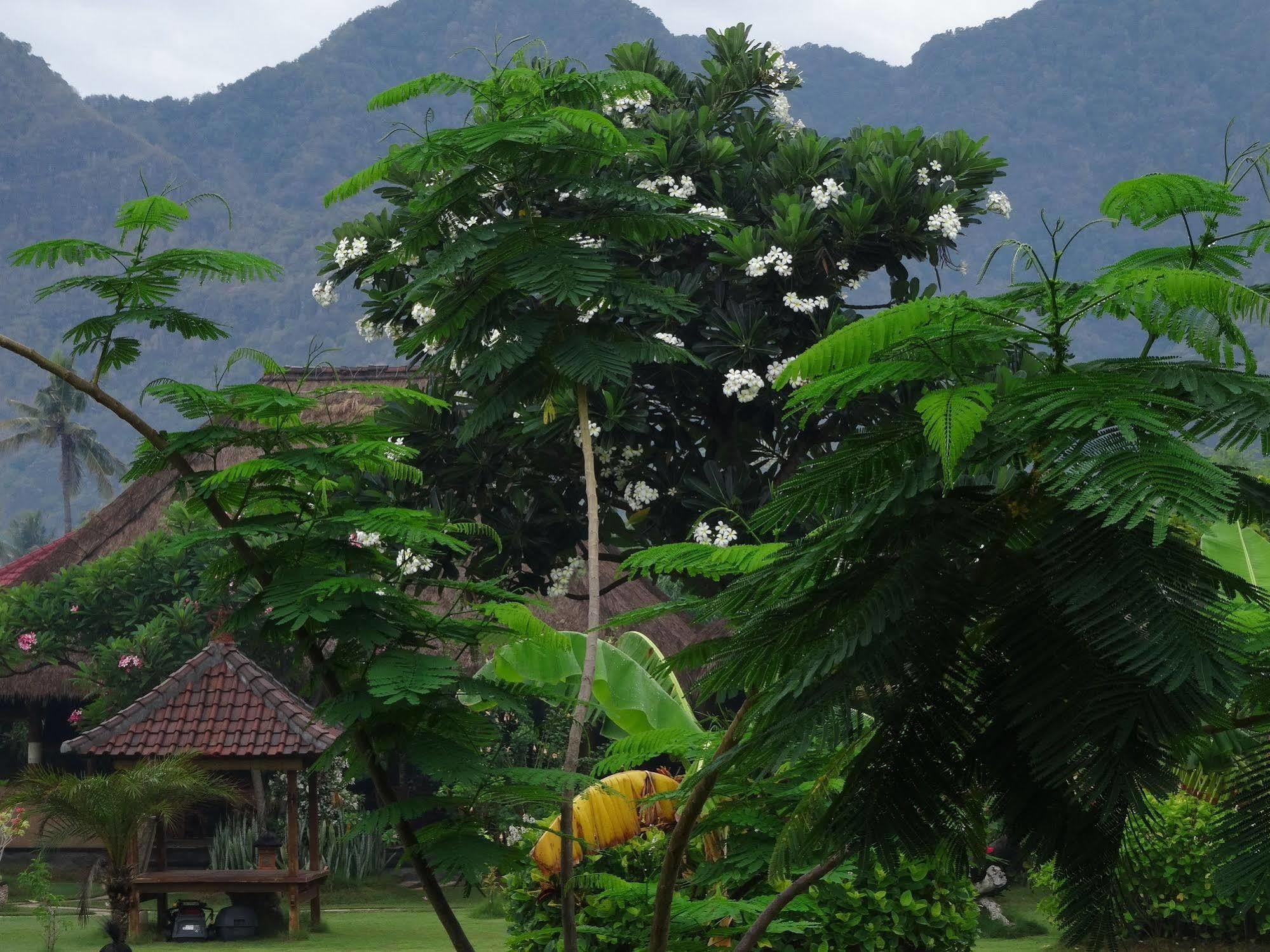 Sunia Loka Bungalows & Dive Center Pemuteran  Ngoại thất bức ảnh